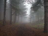nte Spagnolo-20101010 063